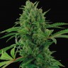 Auto Pineapple Express feminised GanjaLiveSeeds
