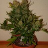 семена конопли Auto Pineapple Express feminised Ganja Live Seeds
