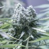 Семена конопли Critical feminised Ganja Seeds