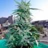 Семена каннабиса Critical feminised Ganja Seeds