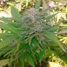 Качественные семена конопли Critical feminised Ganja Seeds