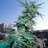 Купить семена конопли Critical feminised Ganja Seeds