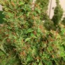 Заказать семена конопли Auto Blue Diesel feminised GanjaLiveSeeds