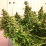 Недорогие семена марихуаны Auto Blue Diesel feminised GanjaLiveSeeds