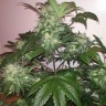 Феминизированные сорта марихуаны Auto Blue Diesel feminised GanjaLiveSeeds