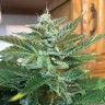 Феминизированные сорта недорого Auto Blue Diesel feminised GanjaLiveSeeds
