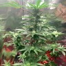 Семена марихуаны Auto Royal AK feminised Ganja Seeds