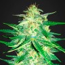 Качественные семена марихуаны Auto Royal AK feminised Ganja Seeds
