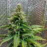 Семена каннабиса Auto Royal AK feminised GanjaLiveSeeds