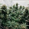 Качественные семена каннабиса Auto Royal AK feminised GanjaLiveSeeds