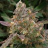 Семена конопли Auto Big Devil XL feminised Ganja Seeds
