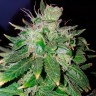 автоцветущие семена конопли Auto Hindu Kush feminised Ganja Live Seeds