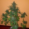 семена конопли f1 в оригинальной упаковке Auto Hindu Kush feminised Ganja Live Seeds