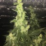 Недорогие семена каннабиса Auto Blueberry x Blue Mystic feminised GanjaLiveSeeds
