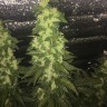 Качественные семена каннабиса Auto Blueberry x Blue Mystic feminised GanjaLiveSeeds