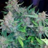 Заказать семена каннабиса Auto Blueberry x Blue Mystic feminised GanjaLiveSeeds