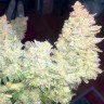 Семена автоцветов купить Auto Blueberry x Blue Mystic feminised GanjaLiveSeeds