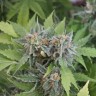 Семена конопли купить недорого Vertigo feminised Ganja Seeds