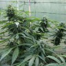 семена конопли скороспелый купить Auto Jack Herer feminised Ganja Live Seeds