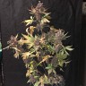 Семена марихуаны Auto Devil Cream feminised Ganja Seeds