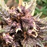 Семена каннабиса Auto Devil Cream feminised Ganja Seeds