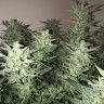 Недорогие семена конопли Auto Bomb feminised GanjaLiveSeeds
