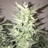 Недорогие семена марихуаны Auto Bomb feminised GanjaLiveSeeds