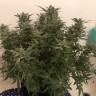 Семена конопли оптом Auto Bomb feminised GanjaLiveSeeds