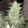 Семена конопли Auto Bomb feminised GanjaLiveSeeds