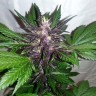 Auto Purple Punch feminised Ganja Seeds