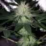 Семена марихуаны Auto Bubblelicious feminised GanjaLiveSeeds