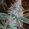 семена конопли Auto Magnesia Haze feminised Ganja Seeds