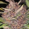 семенам конопли Auto Magnesia Haze feminised Ganja Seeds