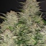 купить семена конопли Auto Magnesia Haze feminised Ganja Seeds