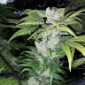 где можно заказать семена конопли Blue Queen feminised