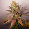 качественные семена конопли Auto Lavender feminised Ganja Live Seeds