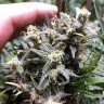 Семена каннабиса Auto Chocolope feminised GanjaLiveSeeds