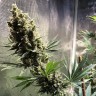 Семена марихуаны Auto Chocolope feminised GanjaLiveSeeds
