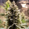 Качественные семена конопли Auto Chocolope feminised GanjaLiveSeeds