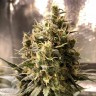 Качественные семена марихуаны Auto Chocolope feminised GanjaLiveSeeds