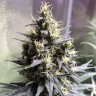 Семена конопли недорого Auto Chocolope feminised GanjaLiveSeeds