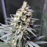 Семена каннабиса недорого Auto Chocolope feminised GanjaLiveSeeds