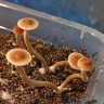 споровые отпечатки Psilocybe Galindoi Atlantis