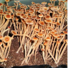 Psilocybe Galindoi Atlantis споры