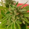 заказать семена конопли Auto Mandarine feminised Ganja Seeds