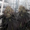 заказать семена конопли почтой Bubba Kush feminised