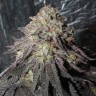 заказать на сайте семена конопли Bubba Kush feminised