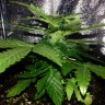купить семена конопли Auto Lowryder2 feminised Ganja Live Seeds