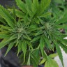 семена конопли в Украине Auto Lowryder2 feminised Ganja Live Seeds