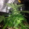 заказ семян конопли Auto Lowryder2 feminised Ganja Live Seeds
